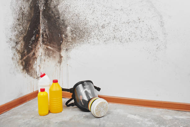 Best Residential Mold Removal  in Pagedale, MO