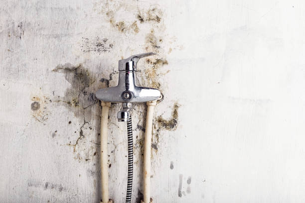 Best Professional Mold Removal  in Pagedale, MO