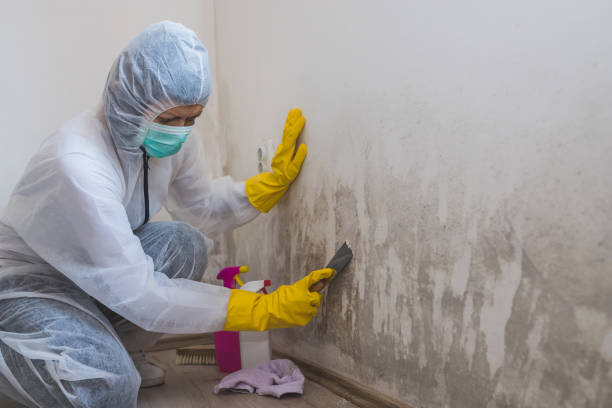 Best Crawl Space Mold Removal  in Pagedale, MO