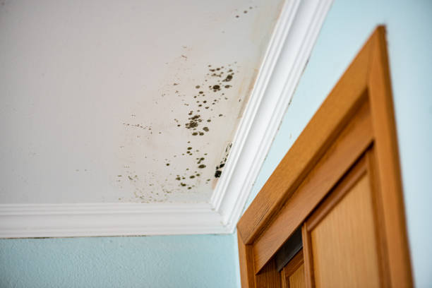 Best Mold Damage Repair  in Pagedale, MO