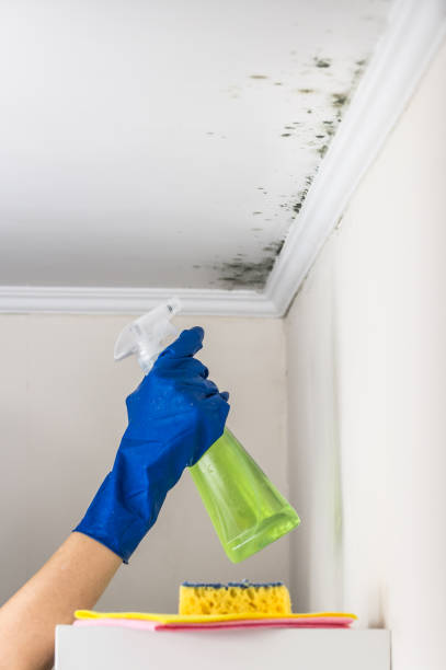 Best Water Damage Restoration  in Pagedale, MO